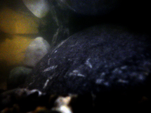 f:id:Naturalhistory:20180930152036j:image