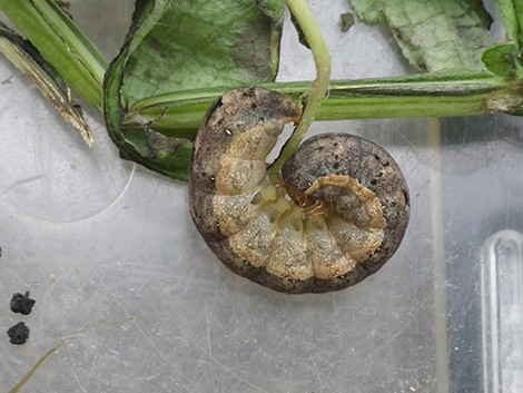 f:id:Naturalhistory:20181013150654j:image