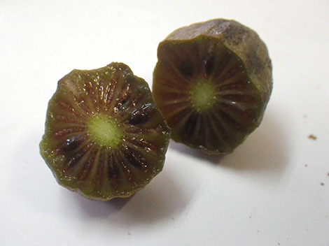 f:id:Naturalhistory:20181013160556j:image