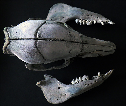 f:id:Naturalhistory:20181014155154j:image