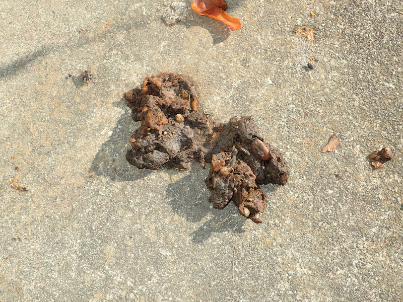 f:id:Naturalhistory:20181027090428j:image:w640 f:id:Naturalhistory:20181027090428j:image:w640