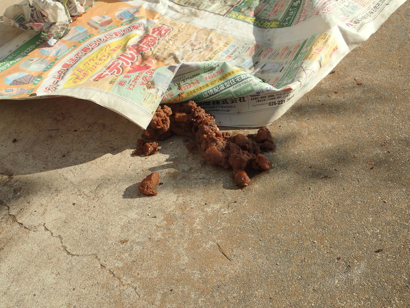 f:id:Naturalhistory:20181027090434j:image:w640 f:id:Naturalhistory:20181027090434j:image:w640