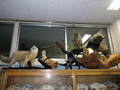 f:id:Naturalhistory:20181106164633j:image