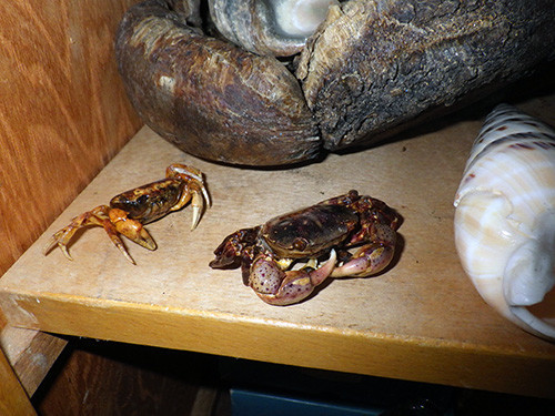f:id:Naturalhistory:20181106164647j:image