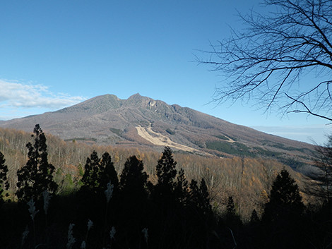 f:id:Naturalhistory:20181112082037j:image f:id:Naturalhistory:20181112082037j:image