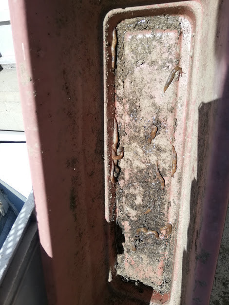 f:id:Naturalhistory:20181202162804j:plain f:id:Naturalhistory:20181202162804j:plain