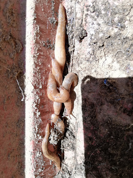 f:id:Naturalhistory:20181202162836j:plain f:id:Naturalhistory:20181202162836j:plain