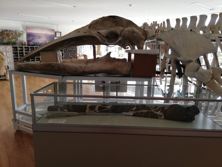 f:id:Naturalhistory:20181212170438j:plain