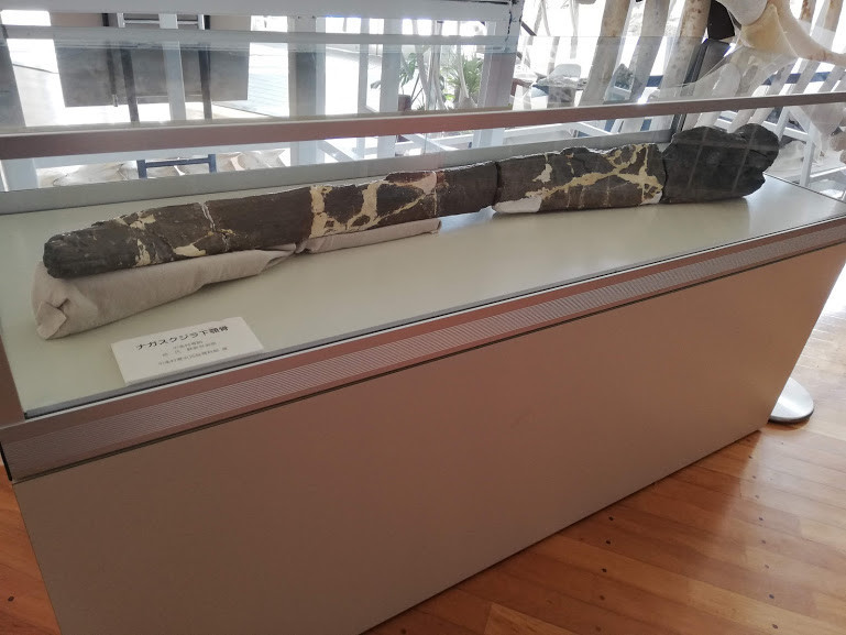 f:id:Naturalhistory:20181212170643j:plain