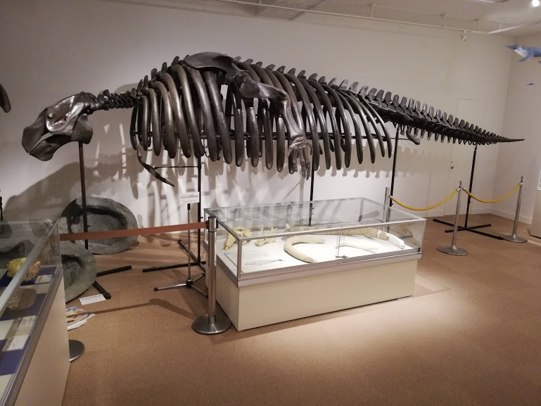 f:id:Naturalhistory:20181212170749j:plain