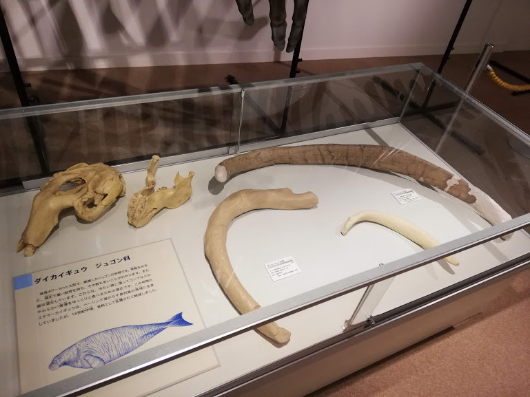 f:id:Naturalhistory:20181212170803j:plain