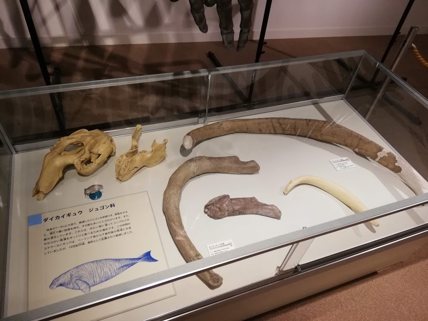 f:id:Naturalhistory:20181215162050j:plain