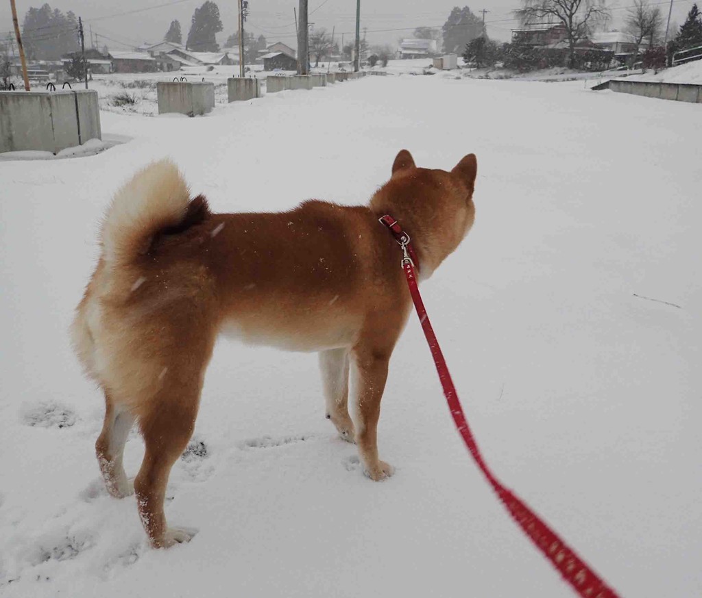 f:id:Naturalhistory:20181229072711j:plain f:id:Naturalhistory:20181229072711j:plain