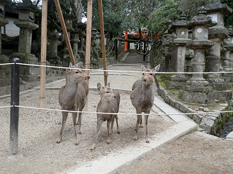 f:id:Naturalhistory:20181230105610j:plain f:id:Naturalhistory:20181230105610j:plain