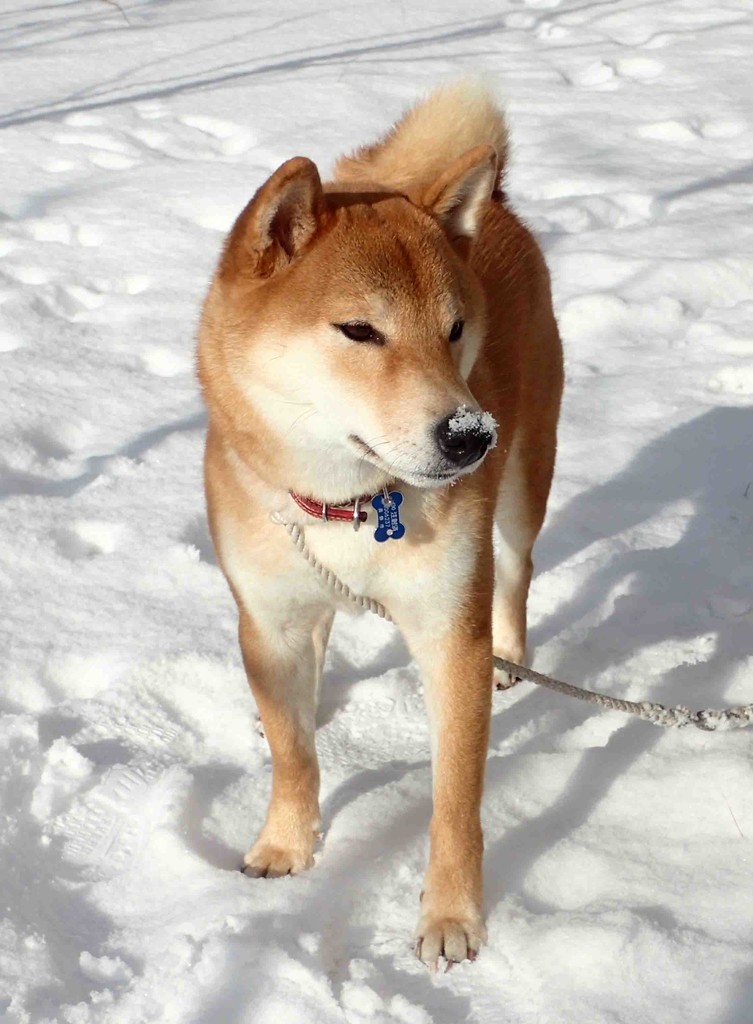 f:id:Naturalhistory:20190104094120j:plain
