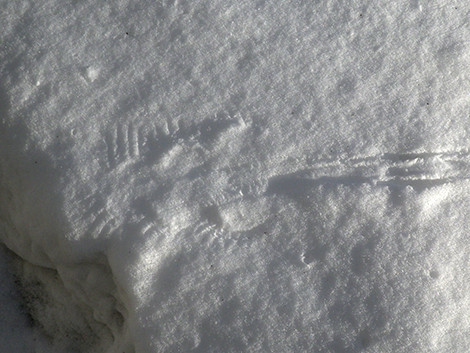 f:id:Naturalhistory:20190109150526j:plain