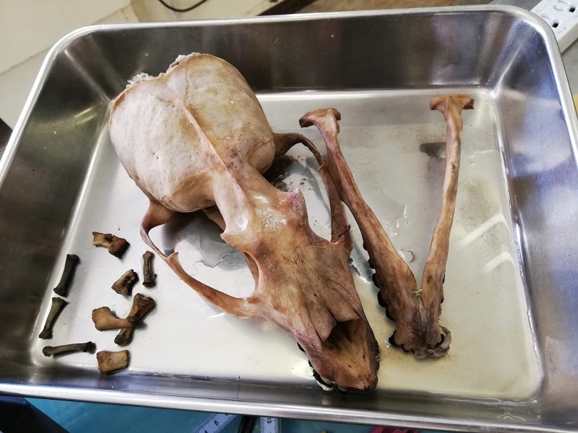 f:id:Naturalhistory:20190113164128j:plain
