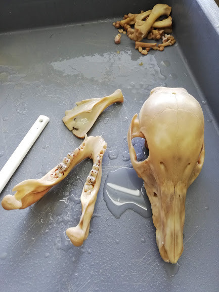 f:id:Naturalhistory:20190113164221j:plain