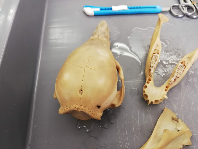 f:id:Naturalhistory:20190113164451j:plain