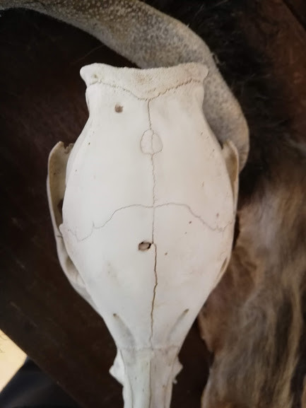 f:id:Naturalhistory:20190113164559j:plain