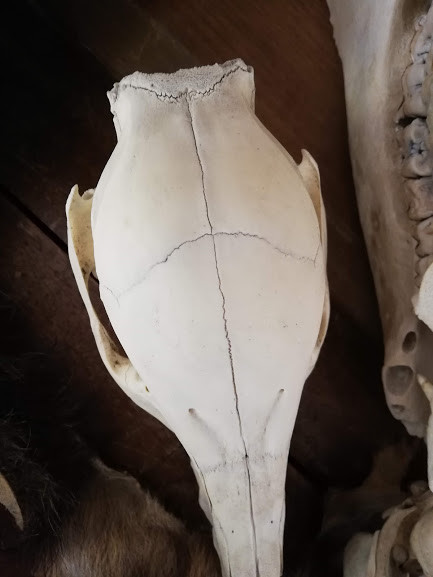 f:id:Naturalhistory:20190113164741j:plain
