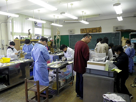 f:id:Naturalhistory:20190119155507j:plain