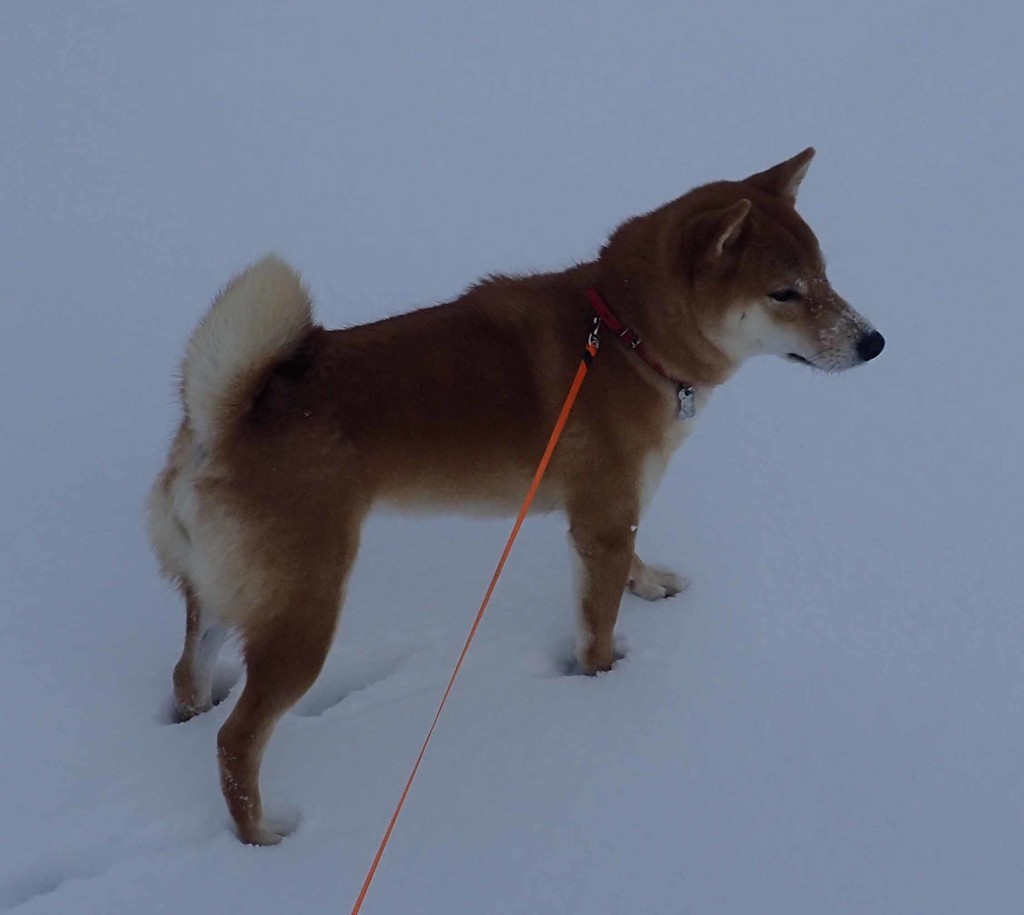 f:id:Naturalhistory:20190122162538j:plain