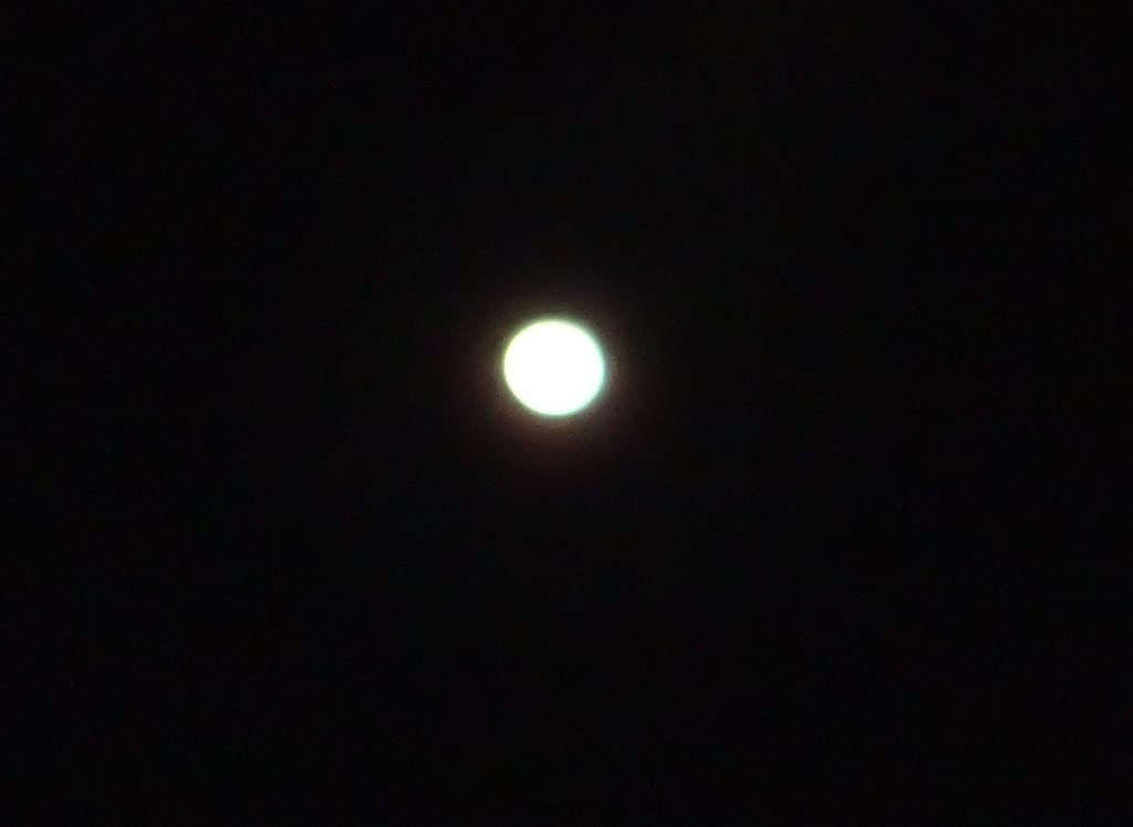 f:id:Naturalhistory:20190123212814j:plain