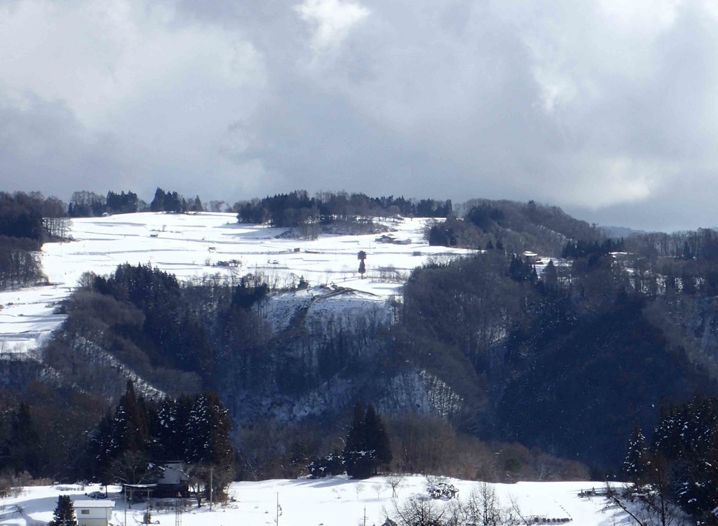 f:id:Naturalhistory:20190125105133j:plain