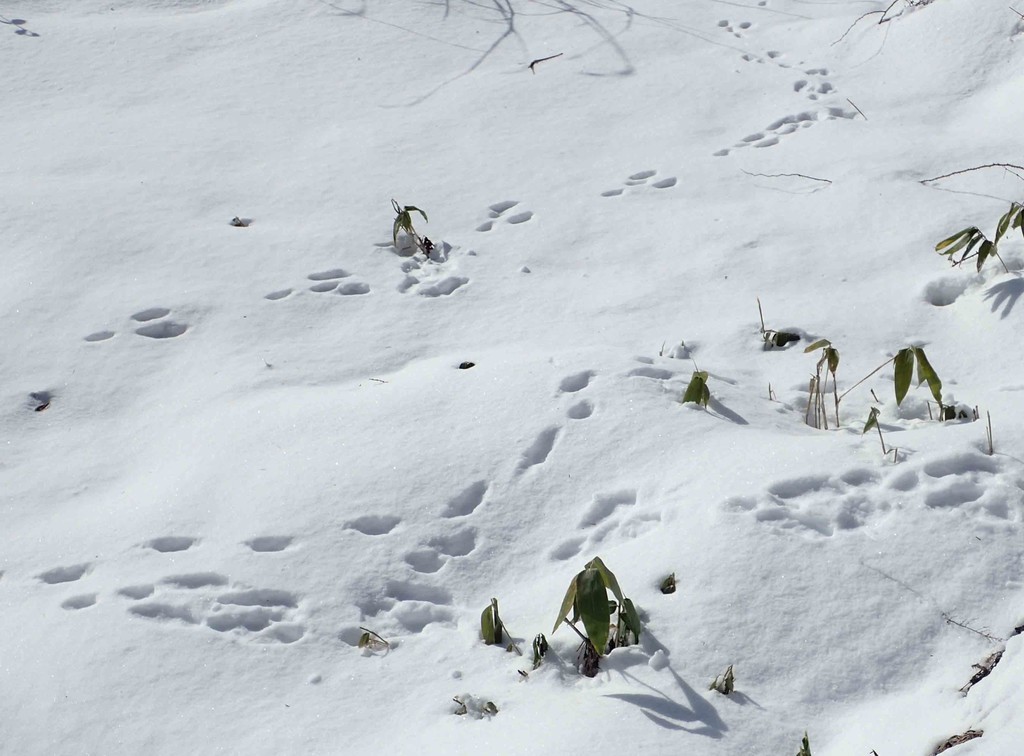 f:id:Naturalhistory:20190125105932j:plain