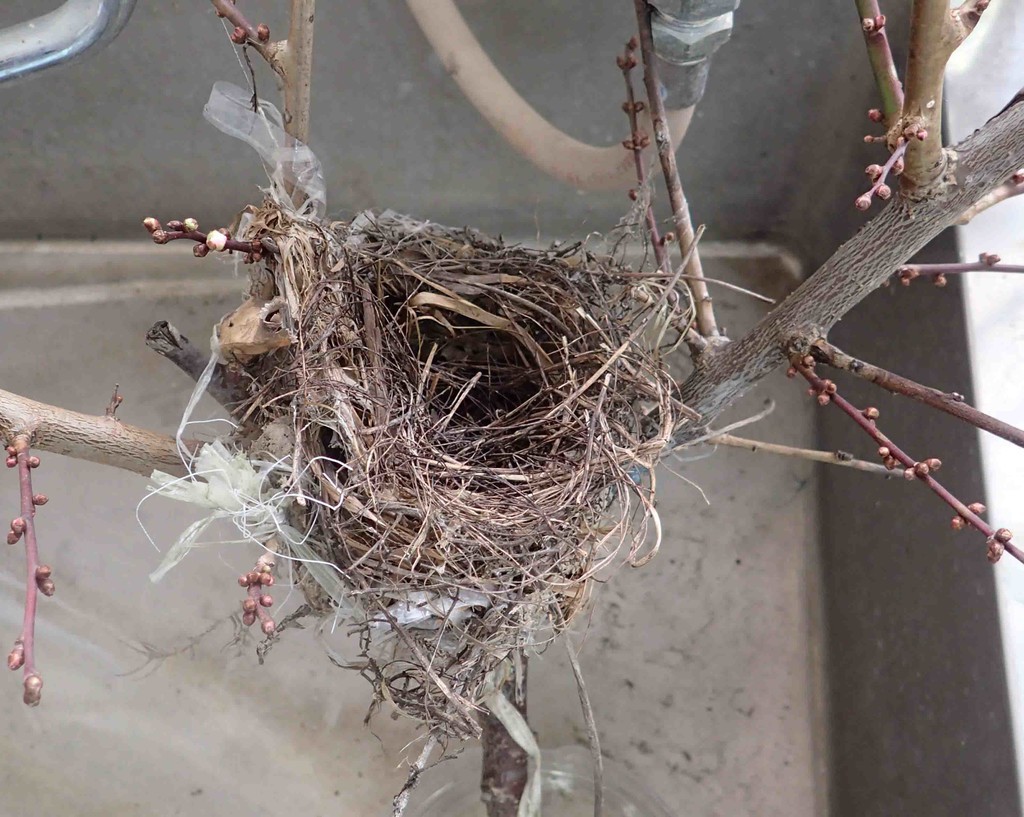 f:id:Naturalhistory:20190201134908j:plain f:id:Naturalhistory:20190201134908j:plain