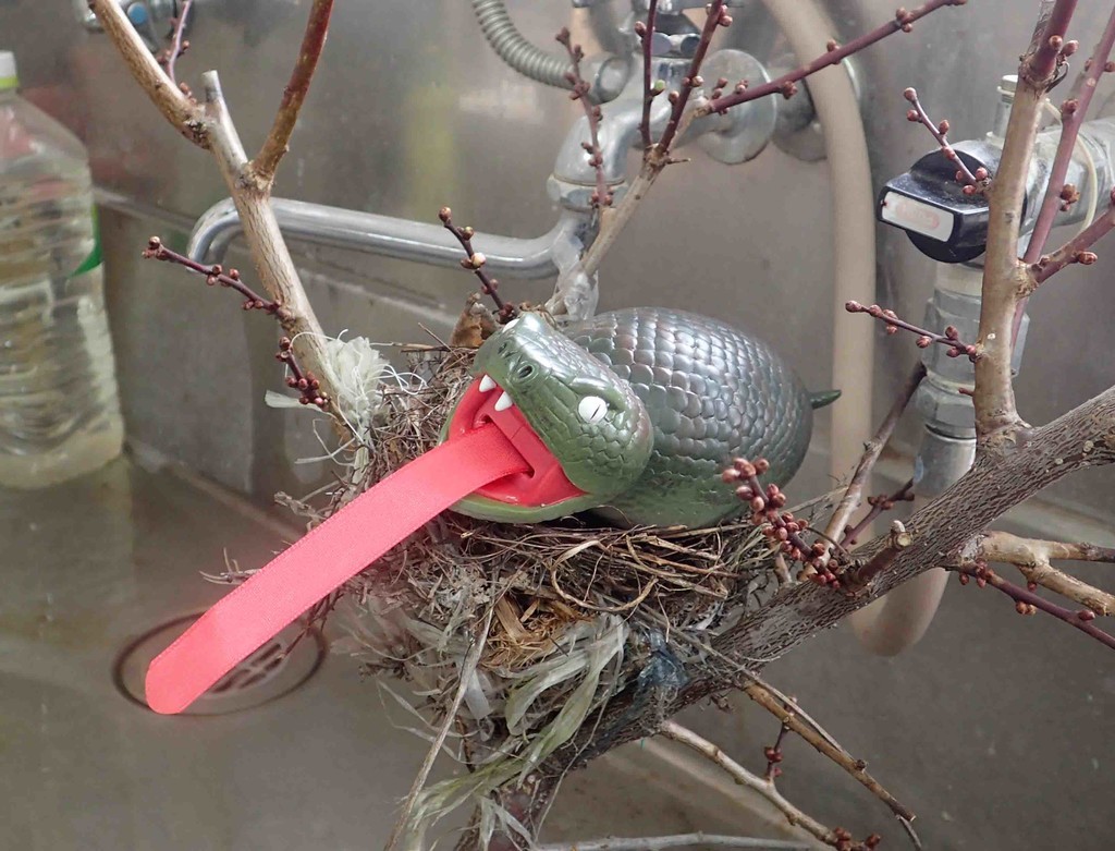 f:id:Naturalhistory:20190201134945j:plain f:id:Naturalhistory:20190201134945j:plain