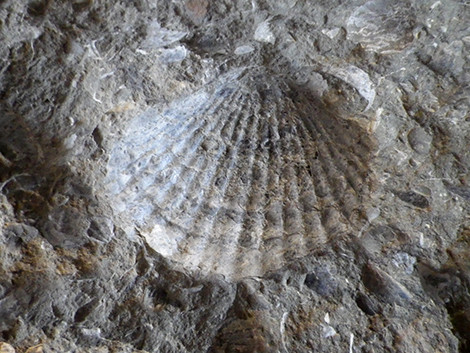 f:id:Naturalhistory:20190206163414j:plain f:id:Naturalhistory:20190206163414j:plain