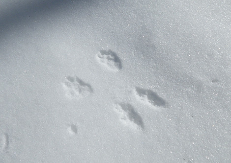 f:id:Naturalhistory:20190207100241j:plain