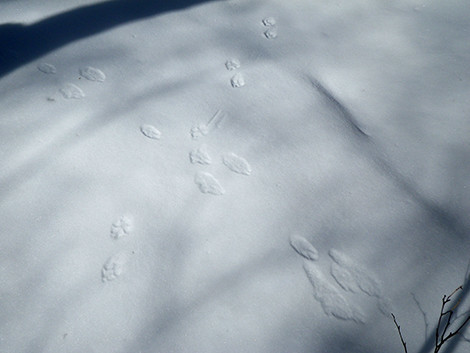 f:id:Naturalhistory:20190207102735j:plain