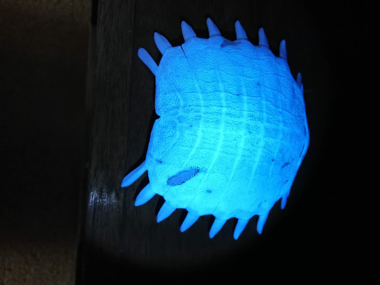 f:id:Naturalhistory:20190208145803j:plain