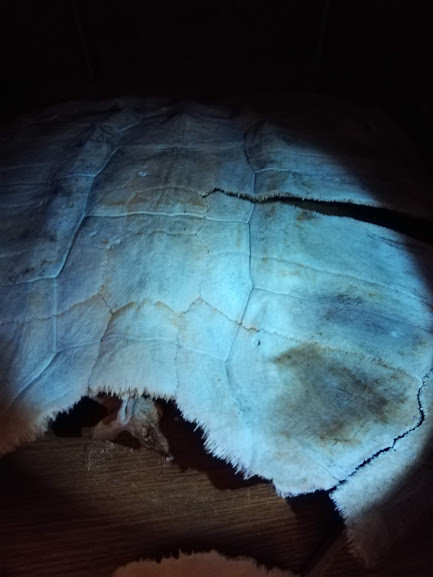 f:id:Naturalhistory:20190208145910j:plain