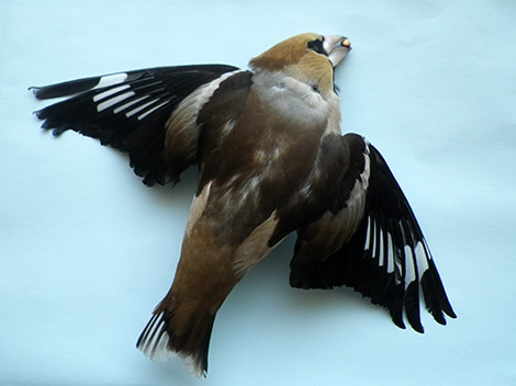 f:id:Naturalhistory:20190213160910j:plain