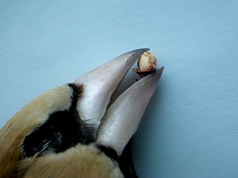 f:id:Naturalhistory:20190213161004j:plain