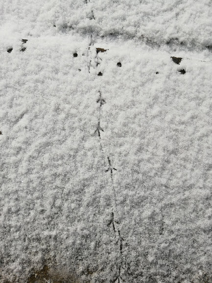 f:id:Naturalhistory:20190214165209j:plain