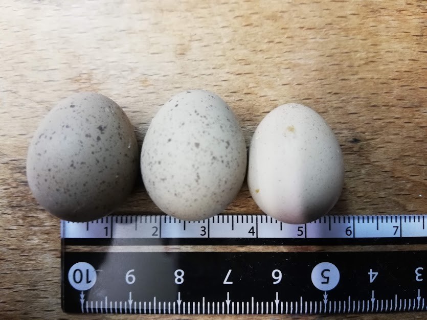 f:id:Naturalhistory:20190214165509j:plain