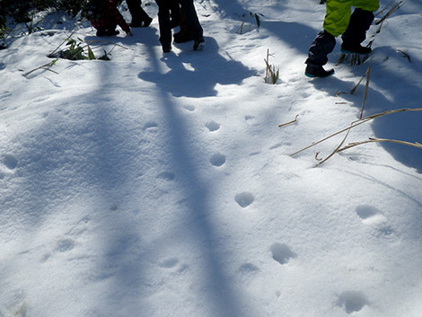 f:id:Naturalhistory:20190224104451j:plain