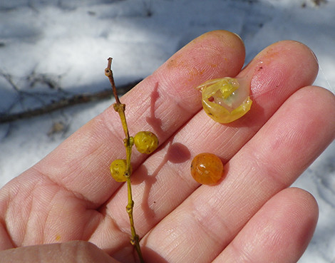 f:id:Naturalhistory:20190224114846j:plain
