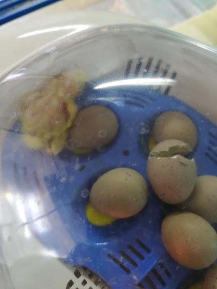 f:id:Naturalhistory:20190315153332j:plain