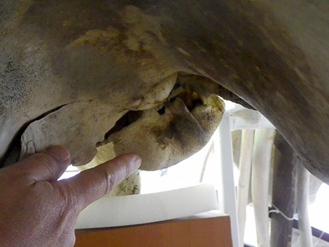 f:id:Naturalhistory:20190316155526j:plain