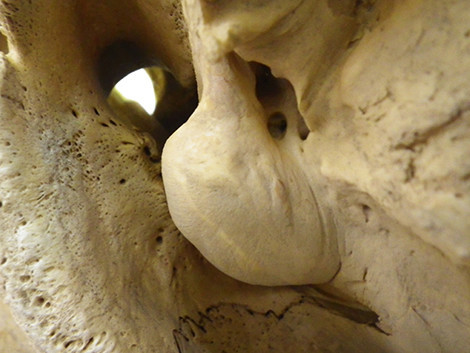 f:id:Naturalhistory:20190316155835j:plain