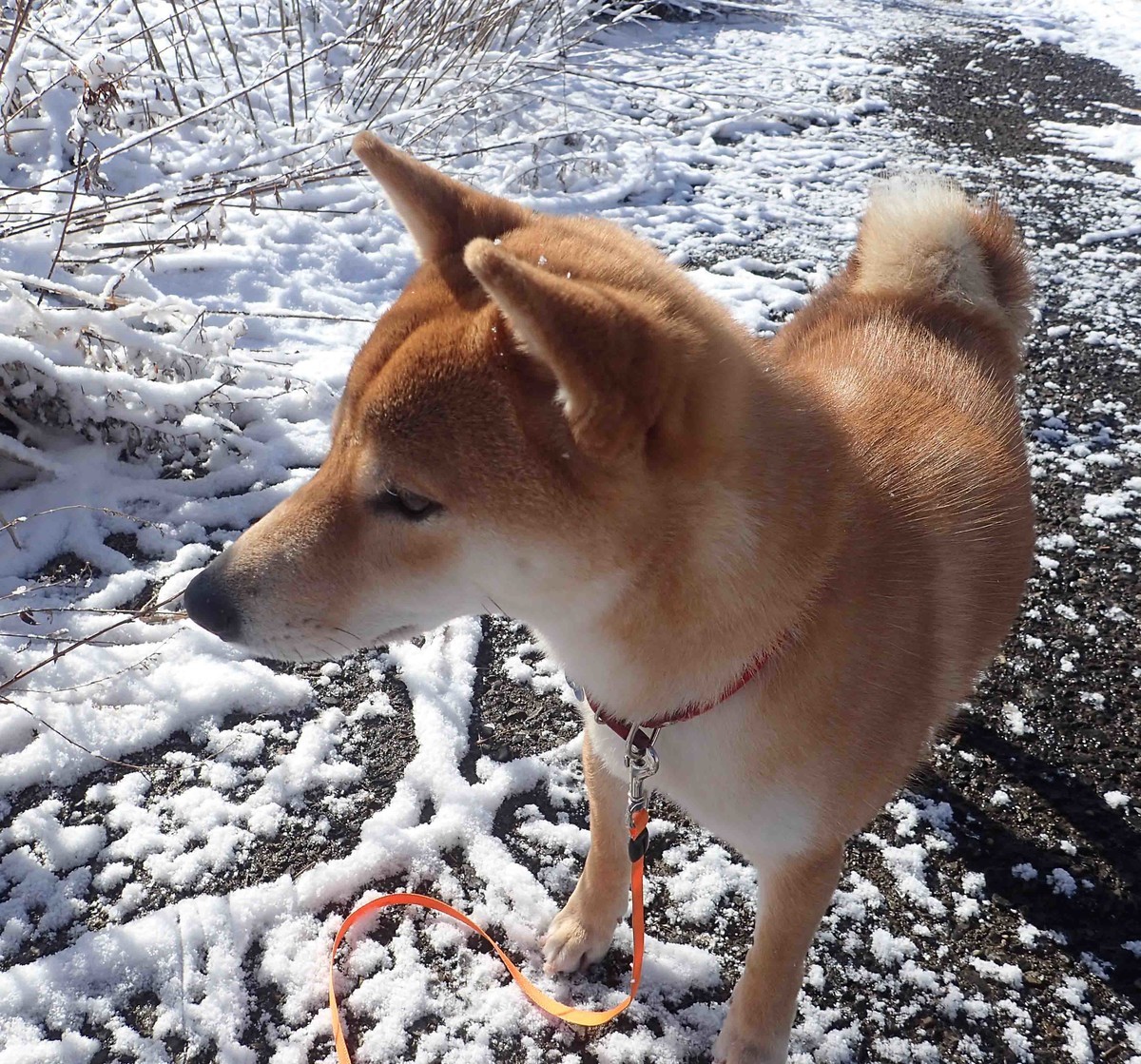 f:id:Naturalhistory:20190319084914j:plain f:id:Naturalhistory:20190319084914j:plain