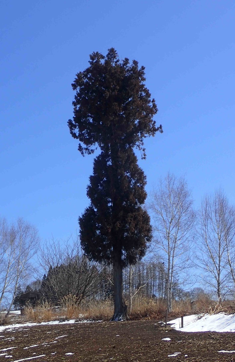 f:id:Naturalhistory:20190319121106j:plain