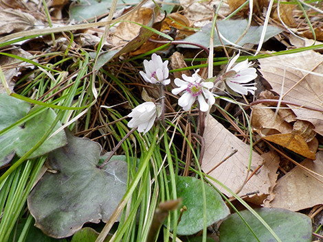 f:id:Naturalhistory:20190322131347j:plain