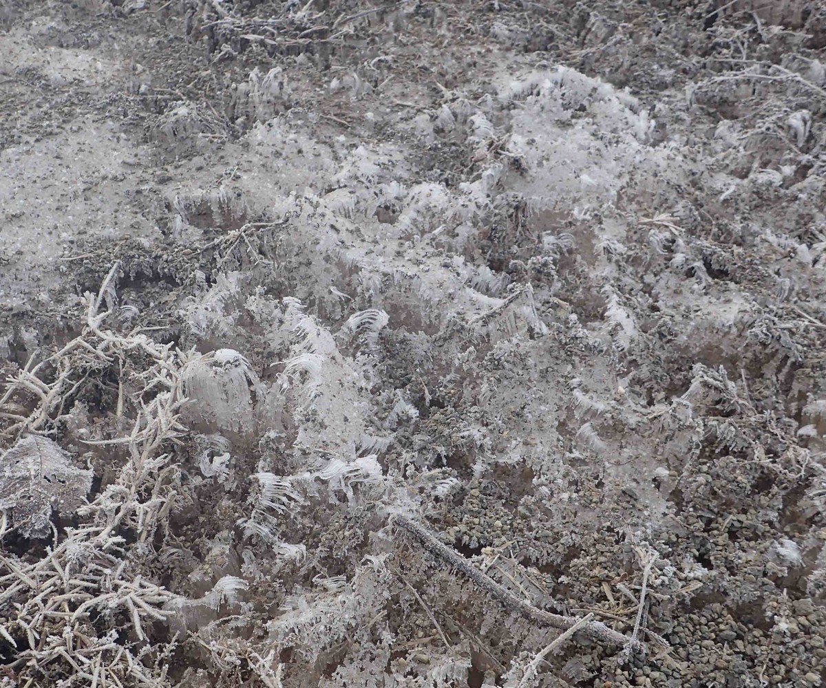 f:id:Naturalhistory:20190324072907j:plain f:id:Naturalhistory:20190324072907j:plain